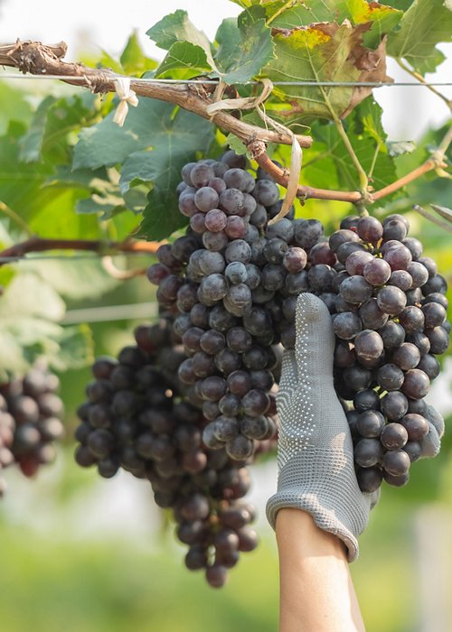 hands holding and cutting grape from the plant. Woman with glove, straw hat harvesting black grapes at vineyard. Farmer holding pruning shears and picking grape.