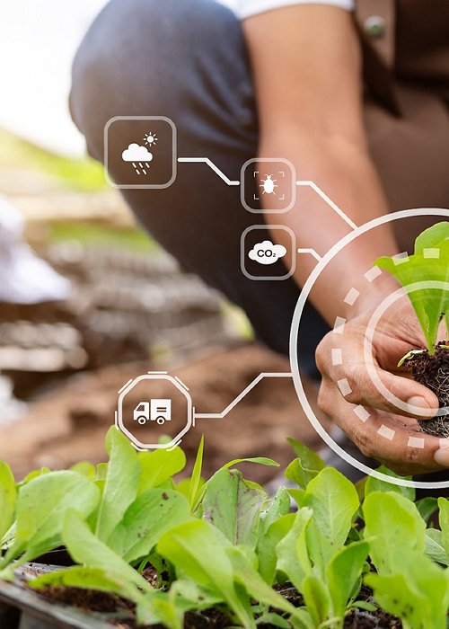  Woman hands gardening lettuce in farm  with growth process and chemical formula on green background. With VR icon
