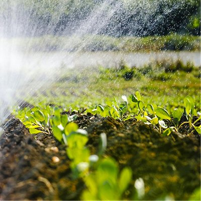 The green shoots of the seedlings emerge from the soil. Water sprinkler system in the morning sun on a plantation, The green shoots of the seedlings emerge from the soil. Water sprinkler system in the morning sun on a plantation