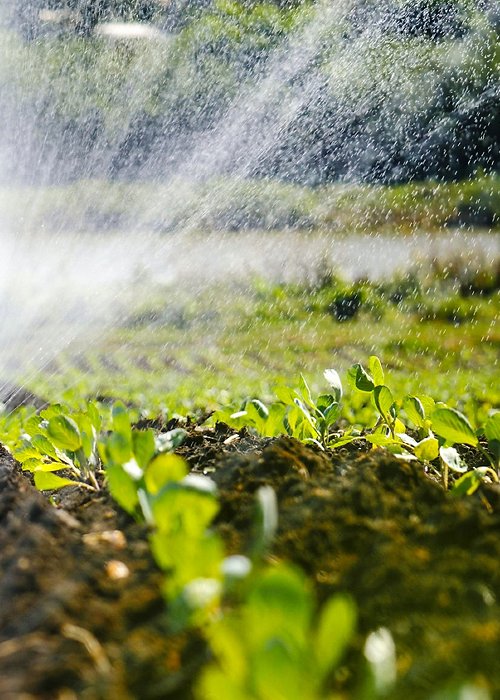 The green shoots of the seedlings emerge from the soil. Water sprinkler system in the morning sun on a plantation, The green shoots of the seedlings emerge from the soil. Water sprinkler system in the morning sun on a plantation