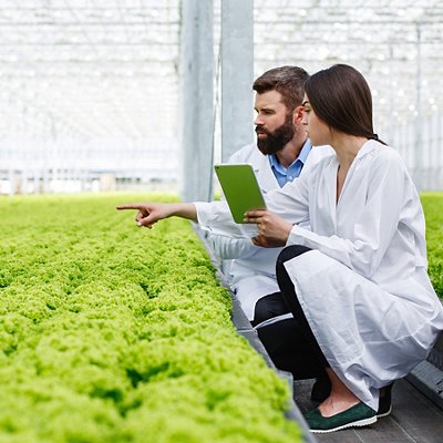 Two researches man and woman examine greenery with a tablet in an all white greenhouse 