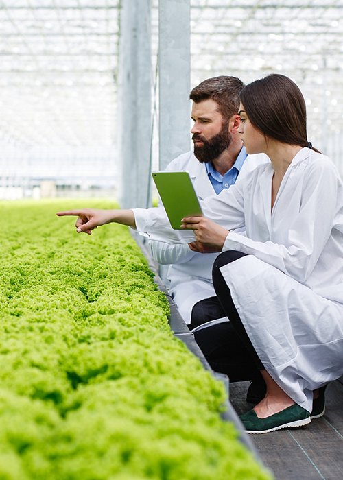 Two researches man and woman examine greenery with a tablet in an all white greenhouse 