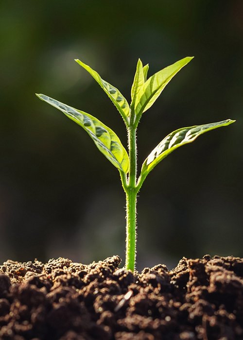 plant growth in farm with sunlight background. agriculture seeding growing step concept