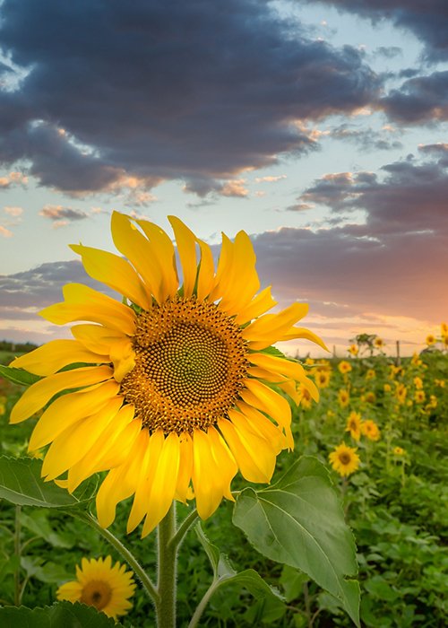 Closeup shot of a sunflower head with the field of many on the background