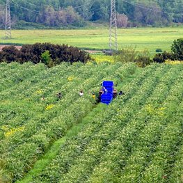 Agricoltura_Basilicata_07.jpg