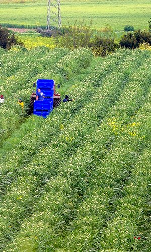 Agricoltura_Basilicata_07.jpg