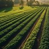 Organic farm harvests fresh fruit and vegetables generated by AI